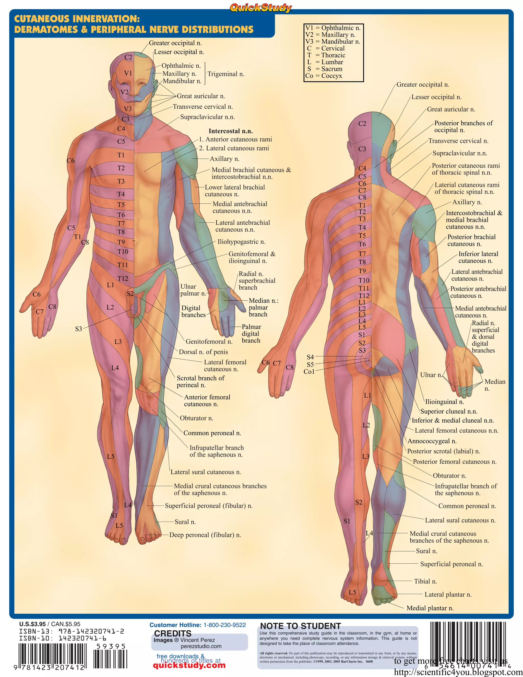 T8 Innervation Bar charts quickstudy nervous system | PDF