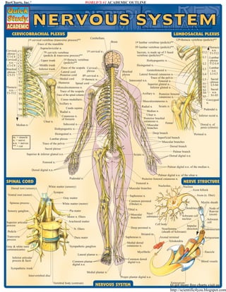 WORLD’S #1 ACADEMIC OUTLINE

BarCharts, Inc.®

CERVICOBRACHIAL PLEXUS

LUMBOSACRAL PLEXUS

Cerebellum
1st cervical vertebrae (transverse process)**
Trace of the mandible
Supraclavicular n.
1st cervical n.
7th cervicle vertebrae
(pedicle & transverse process)**
1st thoracic vertebrae
Upper trunk
(pedicle)**
Middle trunk
Trace of the scapula Cervical
Inferior trunk
plexus
Lateral cord
Posterior cord
8th cervical n.
Medial cord
1st thoracic n.
Humerus
Spinal cord
Musculocutaneous n.
Trace of the scapula

Cervical
plexus
C1-C4
Cervical
n.n.
C1-C8
Brachial
plexus
C5-T1

C1
C2
C3
C4
C5
C6
C7
C8
T1
T2
T3
T4
Thoracic
T5
n.n.
T1-T12 T6

Brain

1st lumbar vertebrae (pedicle)**
5th lumbar vertebrae (pedicle)**

Iliohypogastric n.
Ilioinguinal n.
Genitofemoral n.
Lateral femoral cutaneous n.
Trace of the pelvis
Intercostal n.n.
Femoral n.
Superior gluteal n.
Inferior gluteal n.

Brachial
plexus

Posterior femoral
cutaneous n.
Musculocutaneous n.

T10
Ulnar n.

Iliohypogastric n.

Inferior rectal n.
Dorsal n. of
penis (clitoris)

Deep branch

Ilioinguinal n.
m. = muscle
n. = nerve
n.n. = nerves
** = cut

Pudendal n.

Median n.
Ulnar n.
Posterior brachial
cutaneous n.
Femur
Muscular
branches

Subcostal n.

Median n.

Coccygeal
n.

Sciatic n.

Radial n.

Cauda equina
Radial n.
Cutaneous n.
of forearm

T9

Sacral
plexus
L5-S4
Sacral
n.n.
S1-S5

L5
S1
S2
S3
S4
S5

Axillary n.

Conus medullaris
Axillary n.

T8

T11 Thoracic
n.n.
T12 T1-T12
L1 Lumbar
plexus
L2 T12-L4
L3 Lumbar
n.n.
L4 L1-L5

Sacrum, is made up of 5 fused
vertebrae (pedicles)**

Trace of the spinal column

T7

12th thoracic vertebrae (pedicle)**

Perineal n.

Superficial branch
Muscular branches

Lumbar plexus
Trace of the pelvis

Dorsal branch

Sacral plexus

Superior & inferior gluteal n.n.

Palmar branch
Dorsal digital n.n.

Sciatic n.

Femoral n.
Palmar digital n.n. of the median n.
Dorsal digital n.n.

SPINAL CORD
Dorsal root (sensory)

Palmar digital n.n. of the ulnar n.
Posterior femoral cutaneous n.
NERVE STRUCTURE
Femoral n.
Nucleolus
Nucleus
Muscular branches
Axon hillock

Pudendal n.
White matter (sensory)

Ventral root (motor)

Synapse

Spinous process

Common peroneal
(fibular) n.

White matter (motor)

Myelin sheath
Dendrites

Tibial n.

Pia mater

Sensory ganglion

Axon (n. fiber)

Saphenous n.

Gray matter

Muscular
branches

Motor n. fibers

Nissl
substance

Schwann cell
nucleus

Arachnoid matter

Superior articular
process

Cell body
Deep peroneal n.

N. fibers

Pedicle
Transverse
process

Striated m.
Saphenous n.

Dura mater

Gray & white rami
communicantes

Sympathetic ganglion

Medial dorsal
cutaneous n.

Axonal terminal
Telodendria

Common dorsal
digital n.n.

Common plantar
digital n.n.

Schwann
cell
Endoneurium
Perineurium

Fascicle

Myofibrils

Lateral plantar n.
Inferior articular
process & facet

Impulse
direction
Neurilemma
(sheath of Schwann)

Node of
Ranvier
(axon)

Blood vessels

Sympathetic trunk
Medial plantar n.
Intervertebral disc

Proper plantar digital n.n.
Vertebral body (centrum)

NERVOUS SYSTEM

Epineurium

to get more free charts visit us
http://scientific4you.blogspot.com

 