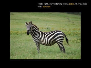 That’s right…we’re starting with a zebra. They do look
like a barcode!
 