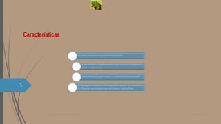 Características
Las plantas producen azúcar a través de la fotosíntesis
El gen H+-PPasa es fundamental para cargar azúcar en las tuberías de la
planta – o tejido vascular
Estas tuberías distribuyen el azúcar en toda la planta para que pueda
La investigación de Gaxiola ha demostrado que el aumento de la expresión de
H+-PPasa hace que las plantas sean más grandes y más fructíferas.
Certificacion MOSBiotecnología una nueva alternativa
5
 