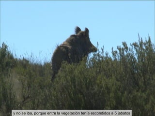 y no se iba, porque entre la vegetación tenía escondidos a 5 jabatos 