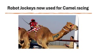 Robot Jockeys now used for Camel racing
 