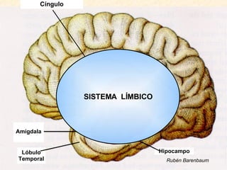 Cíngulo Hipocampo Amígdala Lóbulo Temporal SISTEMA  LÍMBICO Rubén Barenbaum 