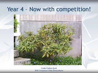 Year 4 – Now with competition!




               Linda Chalker-Scott
         WSU Extension Urban Horticulturist
 