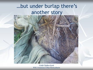 …but under burlap there’s
      another story




            Linda Chalker-Scott
      WSU Extension Urban Horticulturist
 