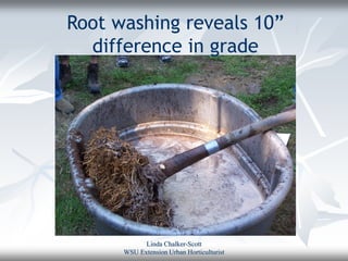 Root washing reveals 10”
  difference in grade




            Linda Chalker-Scott
      WSU Extension Urban Horticulturist
 