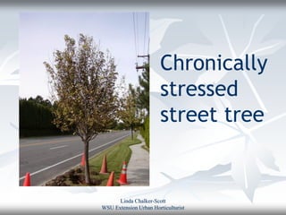 Chronically
                        stressed
                        street tree


      Linda Chalker-Scott
WSU Extension Urban Horticulturist
 