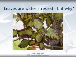 Leaves are water stressed – but why?




                 Linda Chalker-Scott
           WSU Extension Urban Horticulturist
 