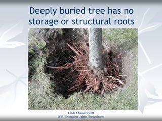 Deeply buried tree has no
storage or structural roots




             Linda Chalker-Scott
       WSU Extension Urban Horticulturist
 