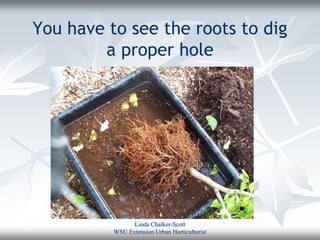 You have to see the roots to dig
        a proper hole




                Linda Chalker-Scott
          WSU Extension Urban Horticulturist
 