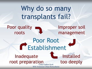 Why do so many
      transplants fail?
Poor quality                                   Improper soil
   roots                                       management
           Poor Root
         Establishment
    Inadequate                                       Installed
 root preparation    Linda Chalker-Scott
                                                    too deeply
               WSU Extension Urban Horticulturist
 