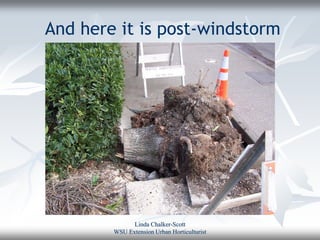 And here it is post-windstorm




              Linda Chalker-Scott
        WSU Extension Urban Horticulturist
 