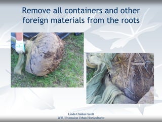 Remove all containers and other
foreign materials from the roots




               Linda Chalker-Scott
         WSU Extension Urban Horticulturist
 