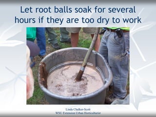 Let root balls soak for several
hours if they are too dry to work




                Linda Chalker-Scott
          WSU Extension Urban Horticulturist
 