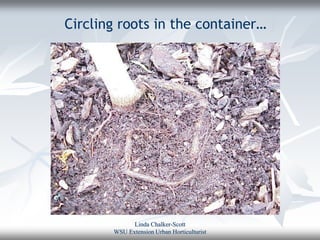 Circling roots in the container…




             Linda Chalker-Scott
       WSU Extension Urban Horticulturist
 