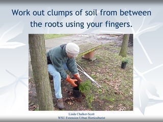 Work out clumps of soil from between
    the roots using your fingers.




                 Linda Chalker-Scott
           WSU Extension Urban Horticulturist
 