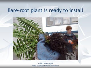 Bare-root plant is ready to install




                 Linda Chalker-Scott
           WSU Extension Urban Horticulturist
 