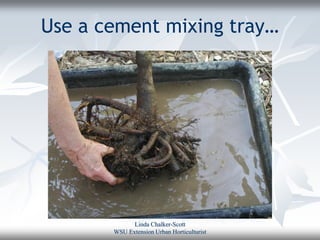 Use a cement mixing tray…




             Linda Chalker-Scott
       WSU Extension Urban Horticulturist
 