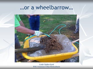…or a wheelbarrow…




          Linda Chalker-Scott
    WSU Extension Urban Horticulturist
 