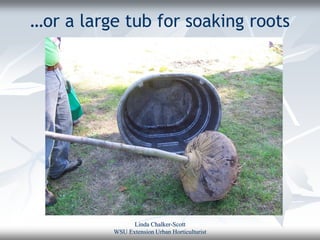 …or a large tub for soaking roots




                Linda Chalker-Scott
          WSU Extension Urban Horticulturist
 