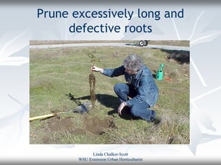 Prune excessively long and
     defective roots




             Linda Chalker-Scott
       WSU Extension Urban Horticulturist
 