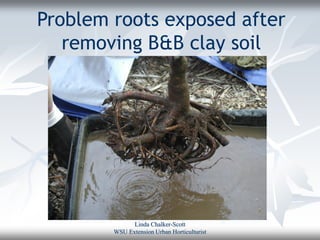 Problem roots exposed after
   removing B&B clay soil




              Linda Chalker-Scott
        WSU Extension Urban Horticulturist
 