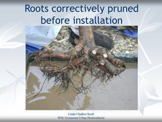 Roots correctively pruned
   before installation




             Linda Chalker-Scott
       WSU Extension Urban Horticulturist
 