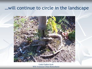 …will continue to circle in the landscape




                   Linda Chalker-Scott
             WSU Extension Urban Horticulturist
 