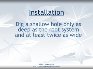 Installation
Dig a shallow hole only as
 deep as the root system
and at least twice as wide




             Linda Chalker-Scott
       WSU Extension Urban Horticulturist
 
