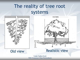 The reality of tree root
         systems




Old view                             Realistic view
                 Linda Chalker-Scott
           WSU Extension Urban Horticulturist
 
