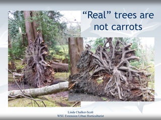 “Real” trees are
                    not carrots




      Linda Chalker-Scott
WSU Extension Urban Horticulturist
 