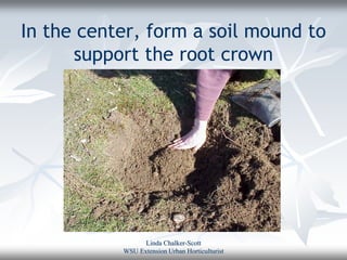 In the center, form a soil mound to
      support the root crown




                 Linda Chalker-Scott
           WSU Extension Urban Horticulturist
 