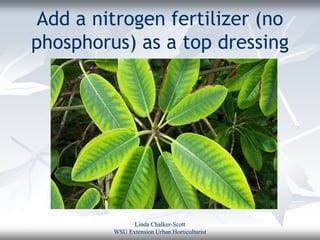 Add a nitrogen fertilizer (no
phosphorus) as a top dressing




               Linda Chalker-Scott
         WSU Extension Urban Horticulturist
 