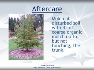 Aftercare
                       Mulch all
                       disturbed soil
                       with 4” of
                       coarse organic
                       mulch up to,
                       but not
                       touching, the
                       trunk.


      Linda Chalker-Scott
WSU Extension Urban Horticulturist
 