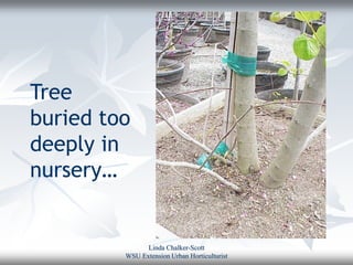 Tree
buried too
deeply in
nursery…


               Linda Chalker-Scott
         WSU Extension Urban Horticulturist
 