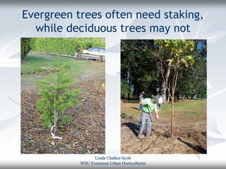Evergreen trees often need staking,
  while deciduous trees may not




                 Linda Chalker-Scott
           WSU Extension Urban Horticulturist
 