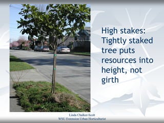 High stakes:
                              Tightly staked
                              tree puts
                              resources into
                              height, not
                              girth



      Linda Chalker-Scott
WSU Extension Urban Horticulturist
 