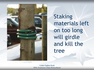 Staking
                         materials left
                         on too long
                         will girdle
                         and kill the
                         tree

      Linda Chalker-Scott
WSU Extension Urban Horticulturist
 