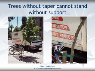 Trees without taper cannot stand
        without support




                Linda Chalker-Scott
          WSU Extension Urban Horticulturist
 