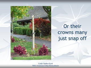 Or their
                                crowns many
                                just snap off



      Linda Chalker-Scott
WSU Extension Urban Horticulturist
 