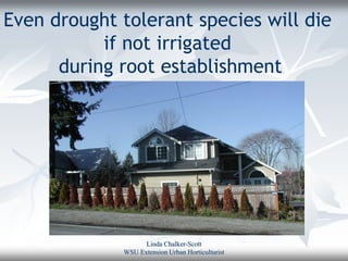 Even drought tolerant species will die
           if not irrigated
      during root establishment




                   Linda Chalker-Scott
             WSU Extension Urban Horticulturist
 