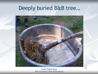 Deeply buried B&B tree…




            Linda Chalker-Scott
      WSU Extension Urban Horticulturist
 