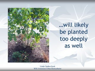 …will likely
                               be planted
                               too deeply
                                 as well


      Linda Chalker-Scott
WSU Extension Urban Horticulturist
 