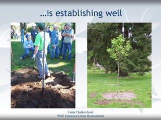 …is establishing well




          Linda Chalker-Scott
    WSU Extension Urban Horticulturist
 