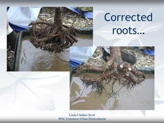 Corrected
                                 roots…




      Linda Chalker-Scott
WSU Extension Urban Horticulturist
 