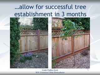 …allow for successful tree
establishment in 3 months




             Linda Chalker-Scott
       WSU Extension Urban Horticulturist
 