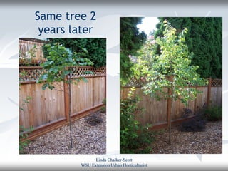 Same tree 2
 years later




               Linda Chalker-Scott
         WSU Extension Urban Horticulturist
 