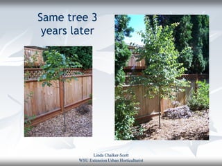 Same tree 3
 years later




              Linda Chalker-Scott
        WSU Extension Urban Horticulturist
 