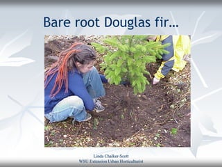Bare root Douglas fir…




           Linda Chalker-Scott
     WSU Extension Urban Horticulturist
 