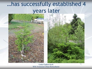 …has successfully established 4
         years later




                Linda Chalker-Scott
          WSU Extension Urban Horticulturist
 